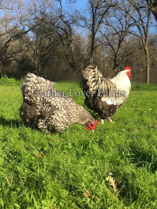 Silver Laced English Orpingtons Hen & Rooster Feather Lover Farms