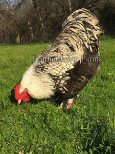 Silver Laced English Orpingtons Rooster 