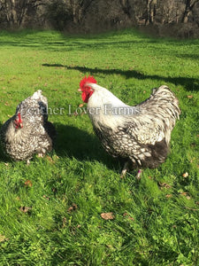 Silver Laced English Orpingtons Hen & Rooster 