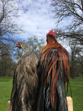 Onagadori Phoenix Chickens Feather Lover Farms