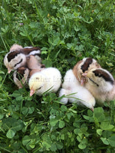 Onagadori Phoenix Long Tail Chicks Feather Lover Farms