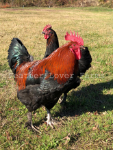 Black Copper Marans Rooster & Hen