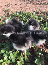 Black Copper Marans Chicks Feather Lover Farms