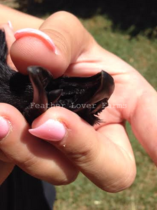 Feather Lover Farms Ayam Cemani Mouth