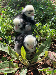 White Crested Polish Chicks Feather Lover Farms