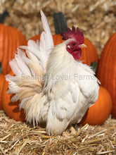 Feather Lover Farms Serama Rooster