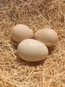 Feather Lover Farms Lavender Silkie Eggs