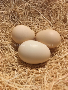 Silkie Eggs