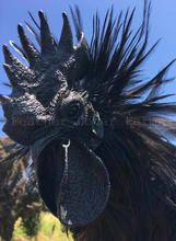 Ayam Cemani Rooster Feather Lover Farms 