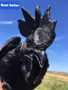 Feather Lover Farms Ayam Cemani Rooster