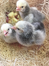 Silver Laced English Orpington Chicks For Sale Feather Lover Farms 