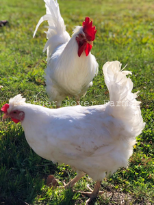 White Frost Legbar Rooster & Hen