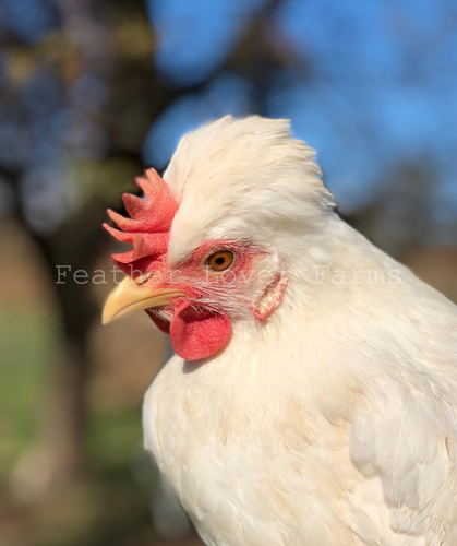 White Frost Legbar Hen