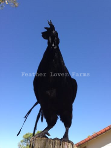 Ayam Cemani Rooster