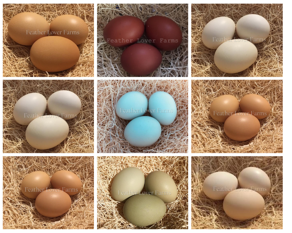 Feather Lover Farms Different Chicken Egg Colors 