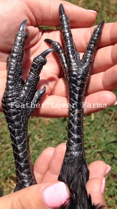 Feather Lover Farms Ayam Cemani Feet