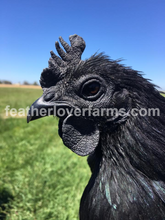 Ayam cemani for sale Feather Lover Farms