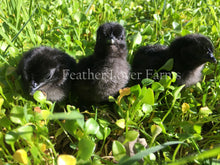 Greenfire Farms Ayam Cemani Chicks For Sale