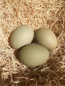 Green Swedish Isbar Chicken Eggs