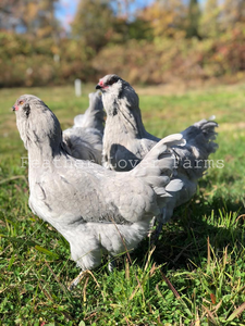 Feather Lover Farms Lavender Ameraucana Hens & Rooster