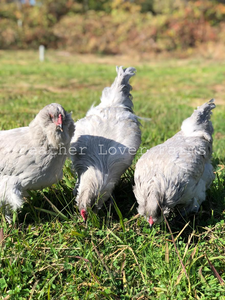 Lavender Ameraucana Chickens For Sale