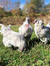 Lavender Ameraucana Chickens