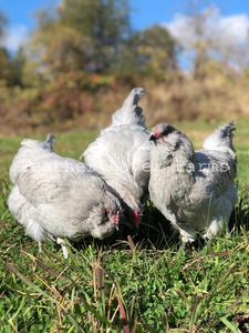 Lavender Ameraucana Rooster & Hens