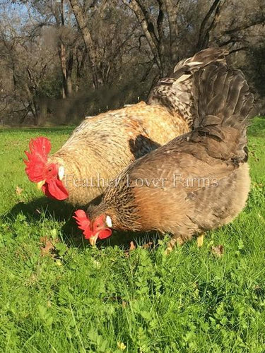 Cream Legbar Hen & Rooster