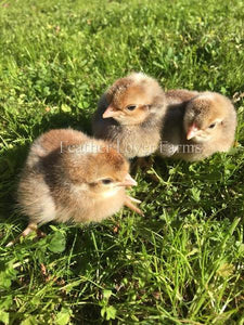 Male Cream Legbar Chicks