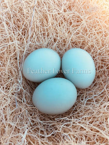 Crested Cream Legbar Sky Blue Eggs