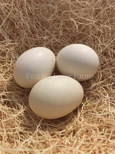 Onagadori Phoenix Long Tail Eggs Feather Lover Farms