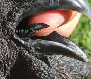 Ayam Cemani Tongue Feather Lover Farms 