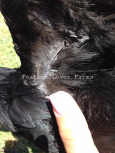Feather Lover Farms Ayam Cemani Black Skin