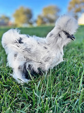 Paint Silkie Chicken Feather Lover Farms