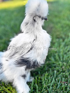 Paint Silkie Chicken For Sale 