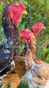 indio gigante Chickens 