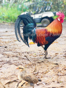 Hawaiian Chickens Feather Lover Farms 