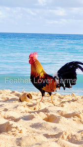 Kauai Chickens Feather Lover Farms 