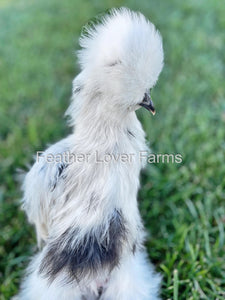 Paint Silkie Chicken For Sale From Feather Lover Farms