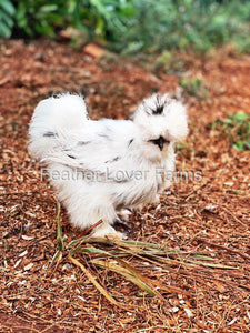 Paint Silkie Chicken For Sale From Feather Lover Farms 