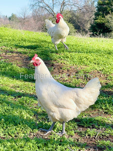 french white bresse chickens