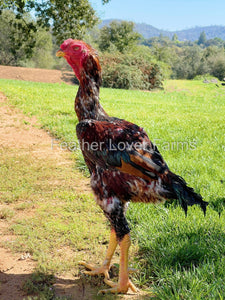 Feather Lover Farms indio gigante rooster 
