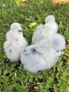 Paint Silkie Chicks For Sale From Feather Lover Farms