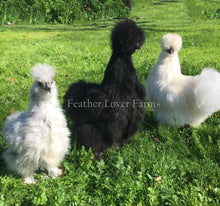 White, Splash & Black Silkie Chickens