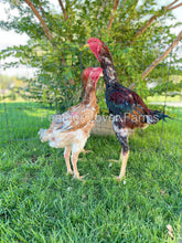indio gigante chickens for sale