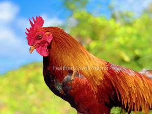Red Jungle Fowl Hawaii Feather Lover Farms 