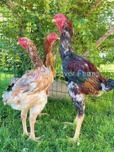 indio gigante chickens from feather lover farms 