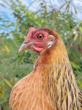 Hawaiian Chickens Feather Lover Farms
