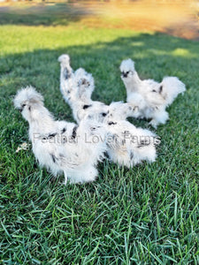 Paint Silkie Chicken For Sale
