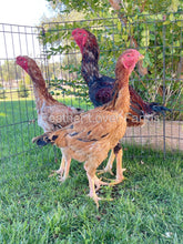 indio gigante chicks for sale